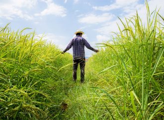 Modern Corporate Farming: Transforming Agriculture and Enhancing Food Security in Pakistan