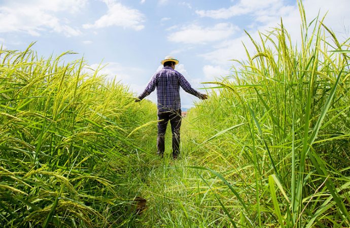 Modern Corporate Farming: Transforming Agriculture and Enhancing Food Security in Pakistan